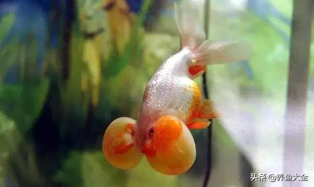 金鱼都有什么品种，金鱼有多少种品种（高颜值金鱼，养金鱼就选这些）