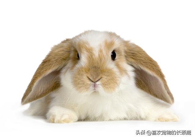 宠物兔子怎么养，养100只兔子一年的利润（只喂下萝卜就可以了么）