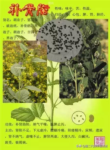 常见中草药图谱，中草药经典图谱（让你知道常用药都长啥样）