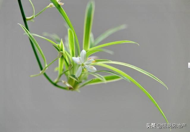 木菊花的养殖方法，木菊花怎么养才是正确的养殖方法（50种常见花卉的养护方法）