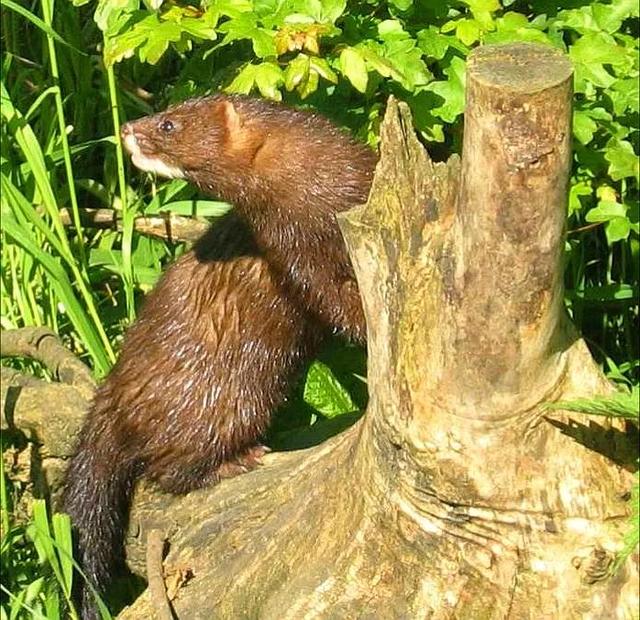 貂和黄鼠狼的区别，雪貂和黄鼠狼的区别（生物相册：黄鼠狼）
