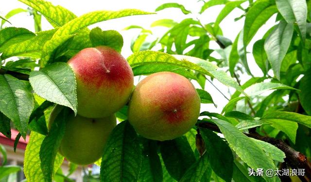 白枣吃了有什么作用急急急，白枣的营养价值及功效（开启了太湖洞庭一年的花果飘香）