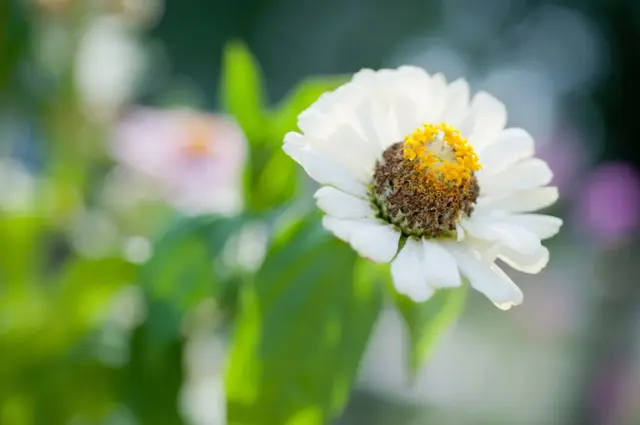 拥有阳光的心态，有关阳光心态的句子（做人，要有阳光心态！）