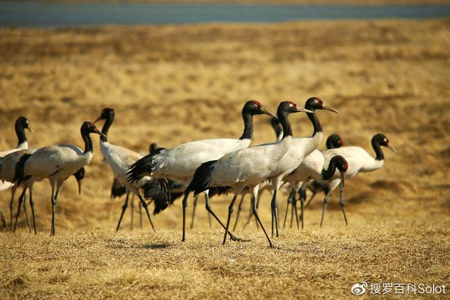 四川阿坝州地图，四川阿坝州地图全图（汶川地震12周年纪念）