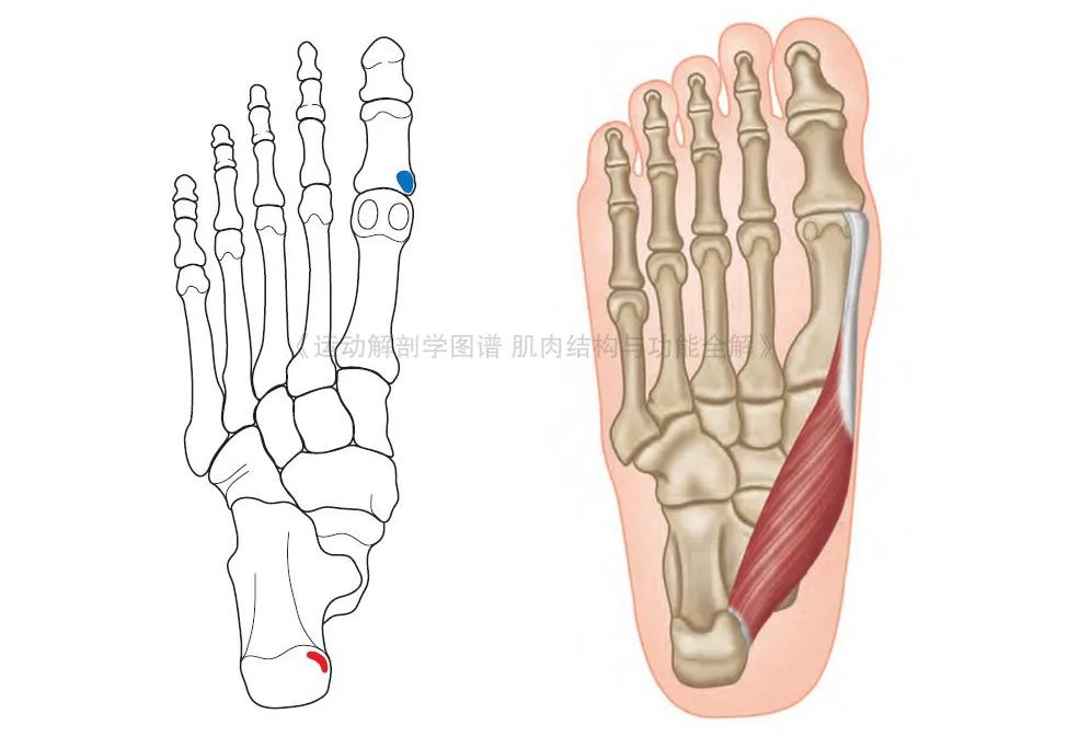 脚的各个部位详细图（足部肌肉解剖图解及展示）