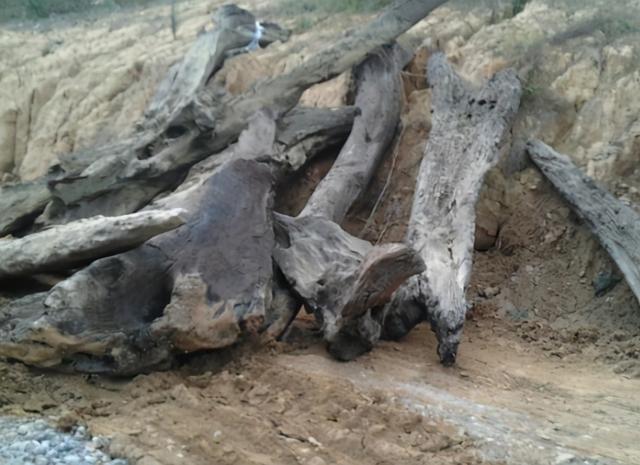 什么是乌木，“家有乌木半方（乌木是什么木材）