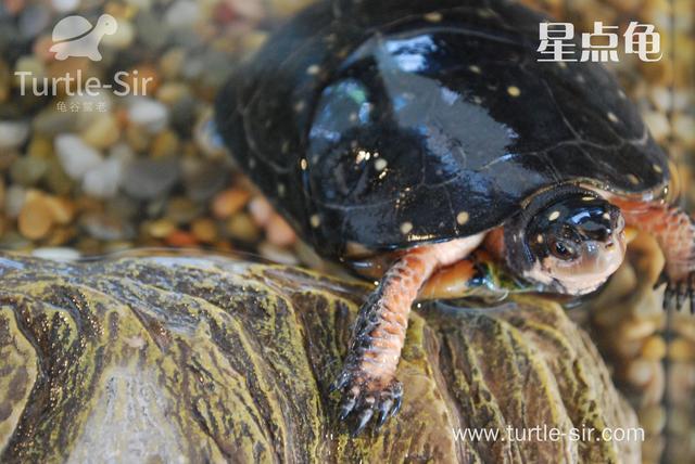 养乌龟用什么水，养龟要用什么水合适（之乌龟对水质的要求和处理办法）