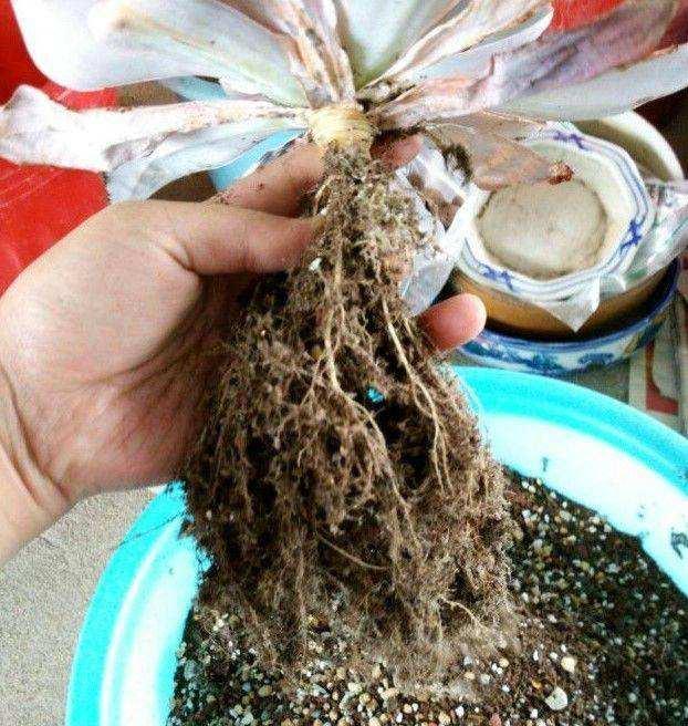 多肉修根，未必，小心修错影响生长（多肉修根后多久可以上盆浇水）