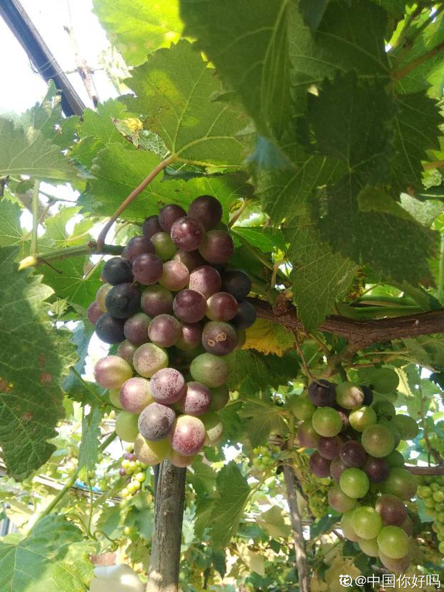 葡萄干怎么保存，葡萄干储存温度（葡萄干的制作方法太奇特）