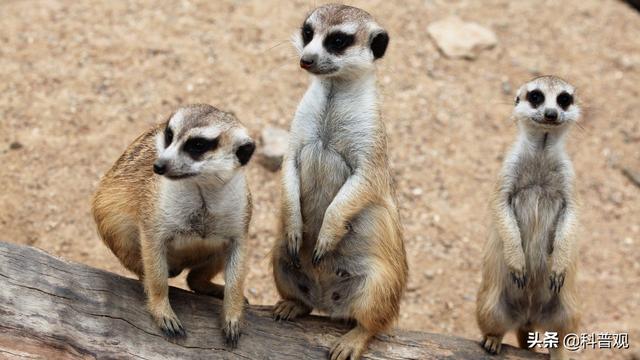 卵胎生動物有哪些,卵生動物(科學家發現神奇物種)