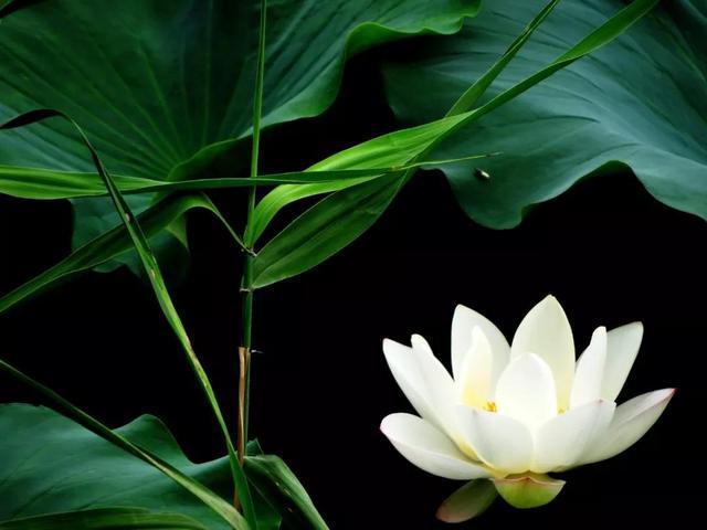 梅子流酸溅齿牙，梅子流酸溅齿牙的意思（愿你心存美好）