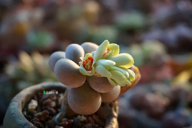 多肉十大美人系列，十大漂亮多肉（盘点盘点多肉界的“美人”们）