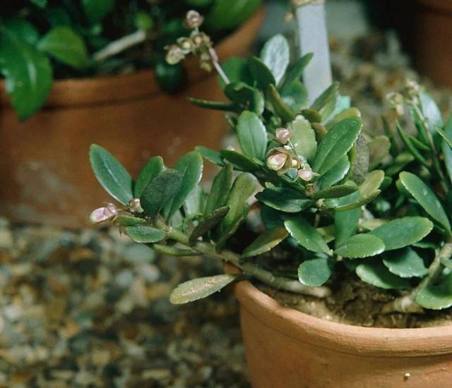 纱灯的特点，什么样的纱灯（别把大宫灯长寿和小宫灯混淆）