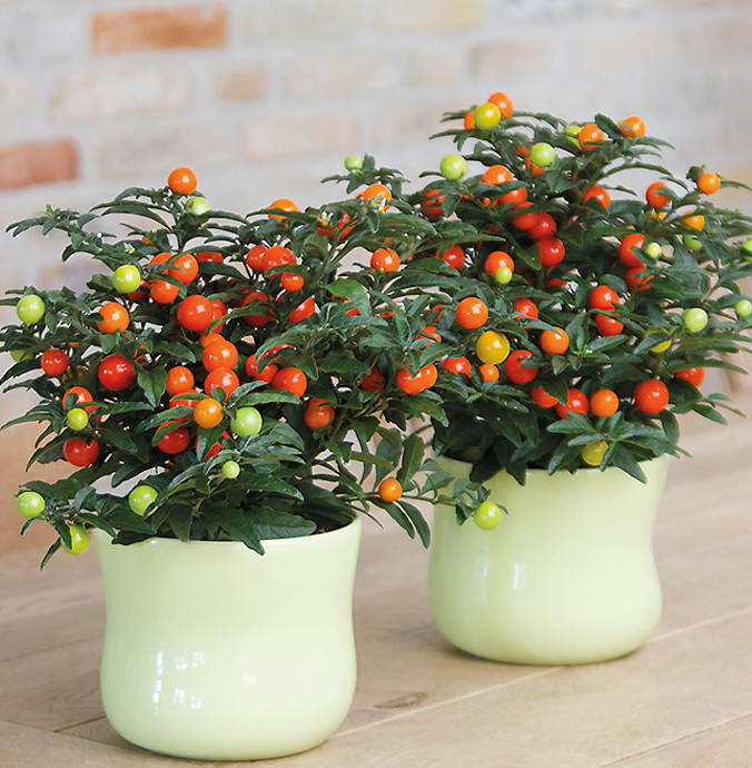 珊瑚豆的养殖方法和注意事项，珊瑚豆的养殖方法生长期每月施一次氮肥（7月在家养盆“吉祥果”）