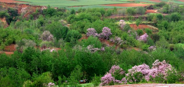 泡桐花的花语和寓意，泡桐花开不寂寞阅读答案（泡桐花开：一川春风过）