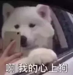 2021年办狗证要多少钱，2021年办狗证要多少钱_办了狗证邻居举报还有用吗（南京养犬登记证办理攻略来啦）