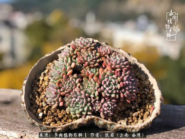 很丧很失望——低眉.，皱着眉头哭丧（陪你度过寒冷的圣诞平安夜图片）