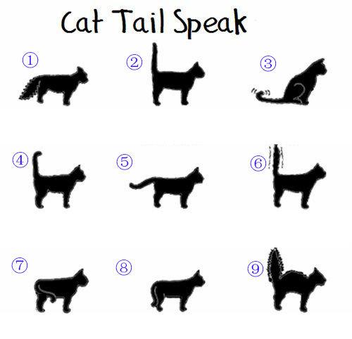 猫弓背尾巴竖起代表什么，猫咪尾巴竖直是对你表达好感还是攻击性动作