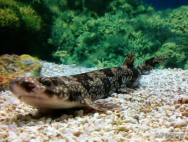 猫齿鲨可以吃吗，猫齿鲨好吃吗（一种萌化了的小型鲨鱼）