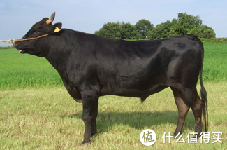 美国牛排 等级，买牛肉不要再上当了好吗