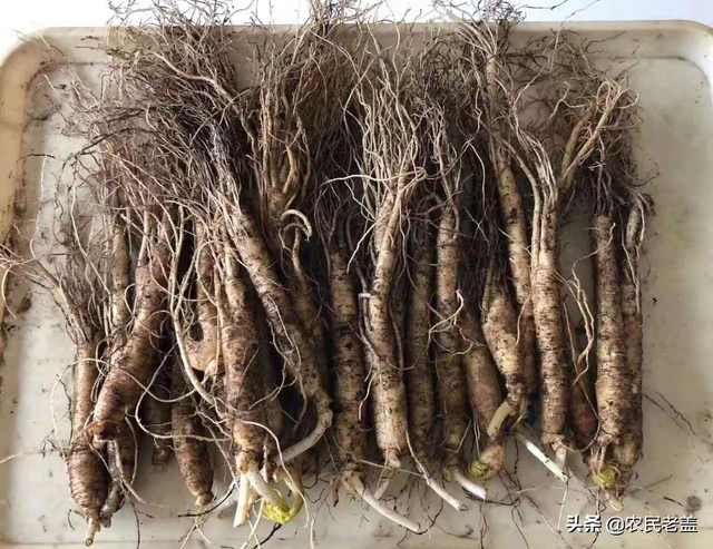 鲜人参怎么保存，鲜人参怎么存放（鲜人参的价值）