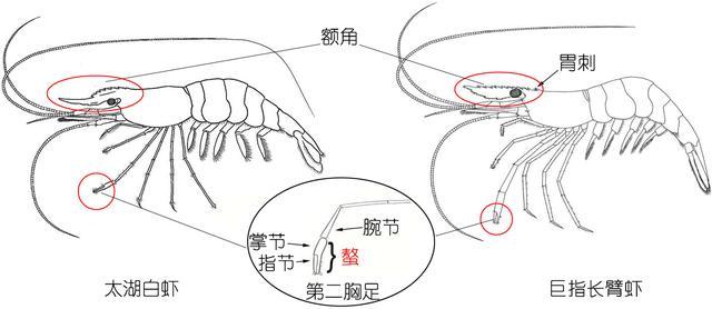 北极甜虾和普通虾的品种区别，如何鉴别对虾、罗氏虾、北极甜虾……一文解决“虾”认识