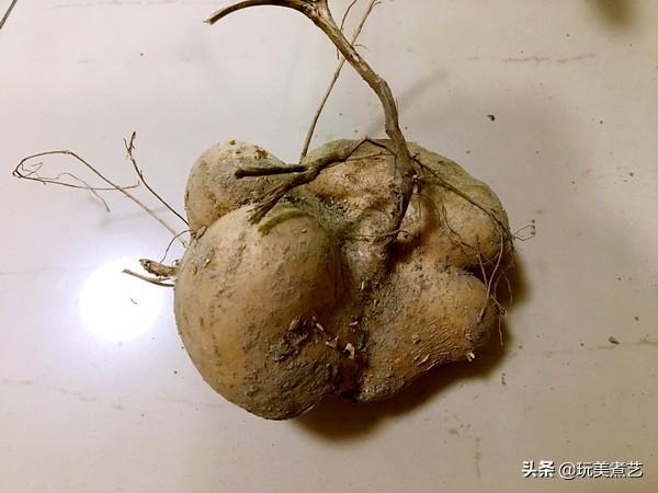 沙葛怎么做好吃，沙葛的功效与作用禁忌（适合快炒的沙葛炒豌豆夹来解油腻）