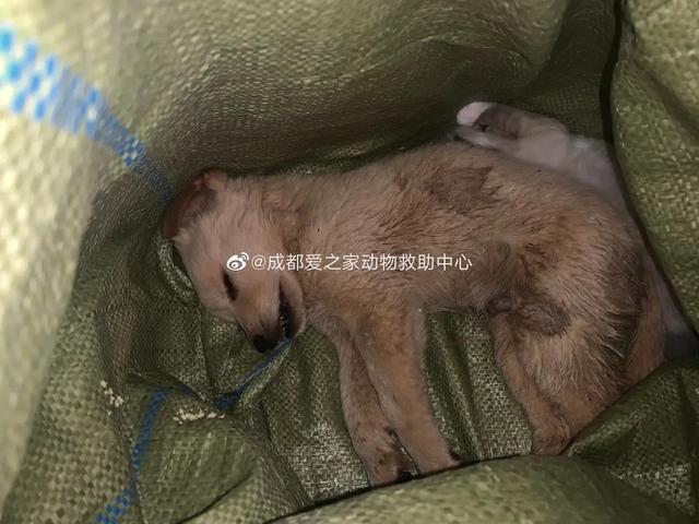 宠物快递怎么寄，宠物怎么快递（那正规的托运应该是怎样）