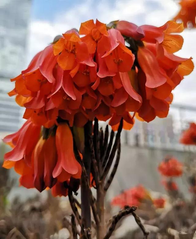 绿萝好养吗,绿萝怎样栽培(绿萝竟然排在倒数第1) 绿萝好养吗,绿萝怎样栽培(绿萝竟然排在倒数第1)