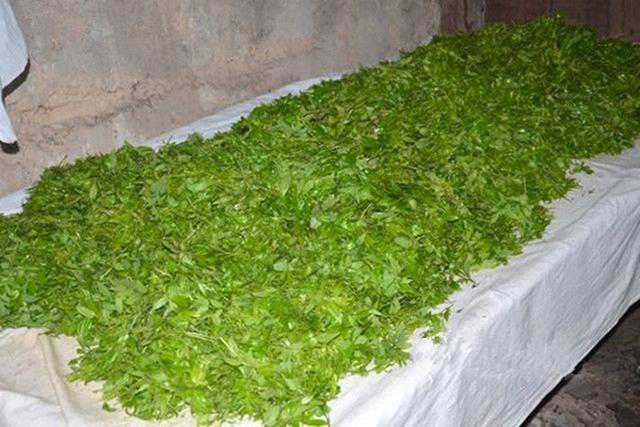 泡出来像嫩芽似地茶叶叫什么茶，一泡就像嫩芽一样的茶叫什么（满披白霜、先苦后甜、口感鲜醇清甜、回甘浓烈）