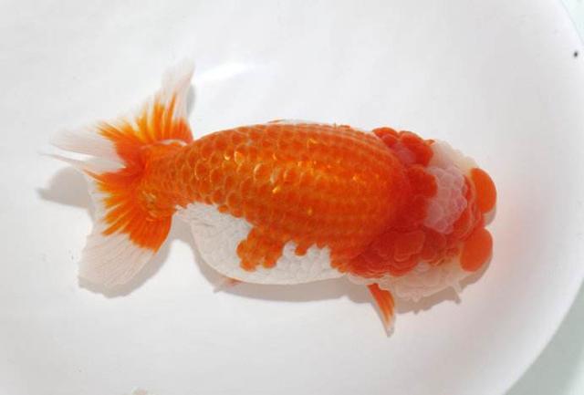 蝶尾金鱼怎么养哪一种金鱼更好养，蝶尾金鱼好养吗?蝶尾金鱼怎么养（哪种金鱼生长速度最快）