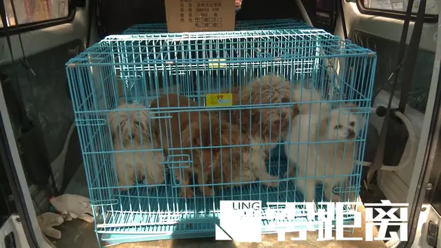 罗根肉制作方法，赤峰罗根肉的做法大全（杀害小狗罗根的“凶手”）