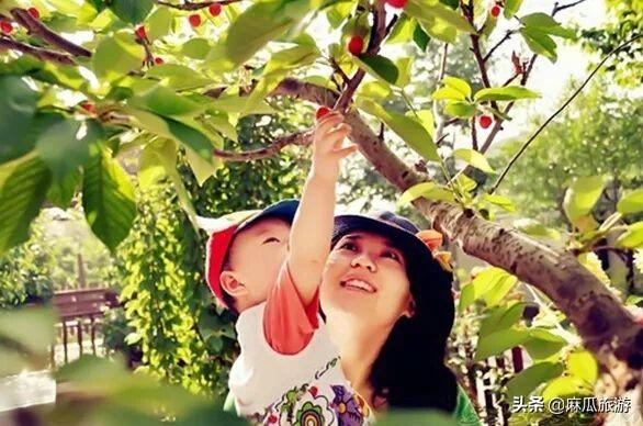 阴阳师樱桃妖位置分布，阴阳师樱桃妖在哪打好（新乡这个地方的樱桃可以采摘了）