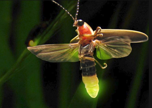萤火虫吃什么食物，萤火虫吃什么（你还会认为它是一种浪漫的动物吗）