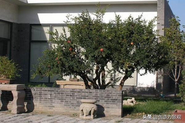 别墅庭院最佳树木，富人的别墅庭院一般栽种什么植物