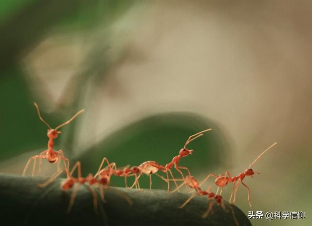 蚁后是怎么来的（蚁后是如何从无到有）