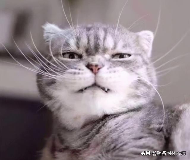适合猫的名字，猫名字大全洋气（51个乖巧可爱“猫咪名字”）