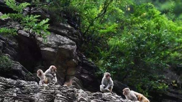 巫峡巫山杨柳多下一句，巫峡巫山杨柳多的下一句是什么（为什么不能改为两岸黄鹂鸣翠柳）