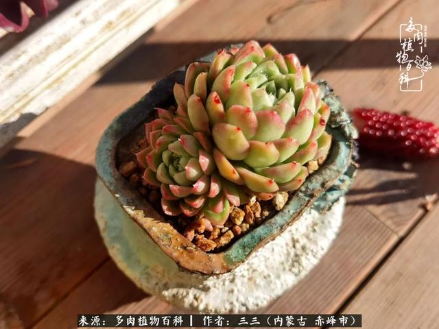 雪候鸟是什么意思，雪候鸟歌词表达什么意思（多肉于我从来不是锦上添花）