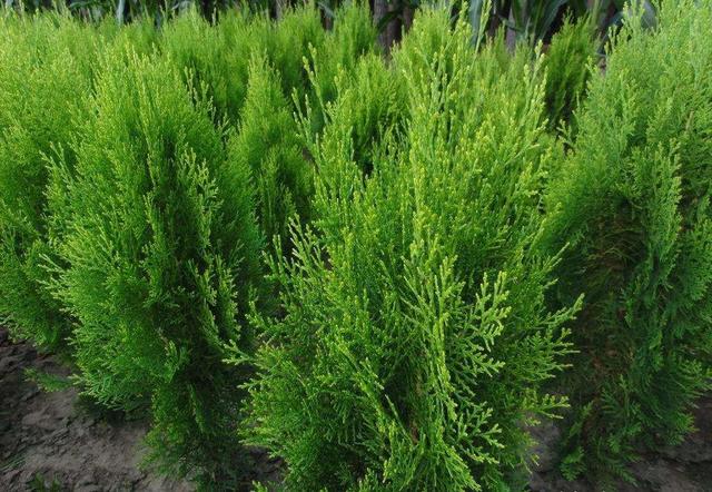 中药材侧柏叶，侧柏叶对脱发的功效（王药师说本草-清明时节话侧柏）