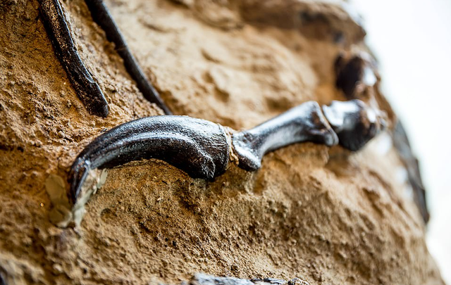 暴龙和霸王龙的区别有哪些，霸王龙是暴龙的一种还是属于暴龙（6700万年前“双龙决斗”化石被发现）