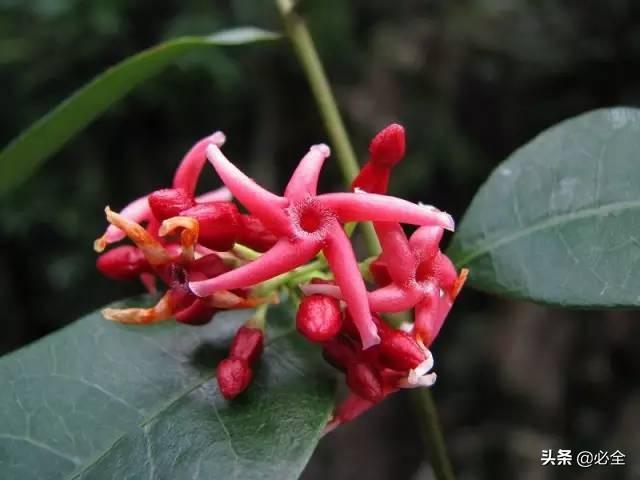 狗牙根和地毯草区别，狗牙根和地毯草区别是什么（这些大家都应该要了解）