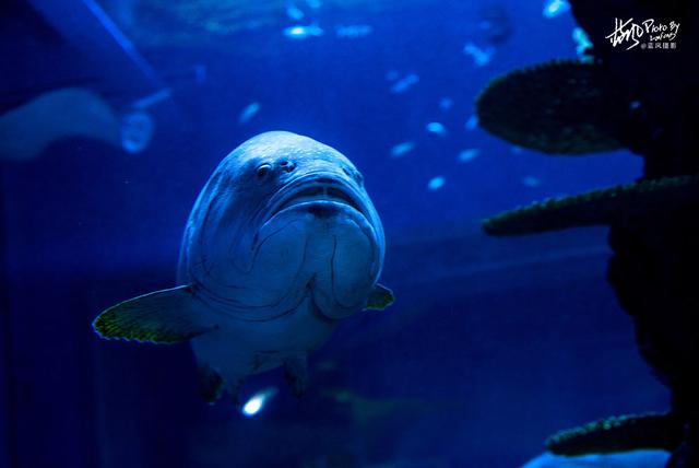 极地动物资料,极地动物世界(这些极地海洋鱼类太美了) 极地动物资料,极地动物世界(这些极地海洋鱼类太美了)