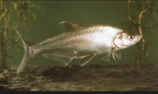 三花一岛都是什么鱼，三花五罗十八子鱼图谱（松花湖—三花一岛鲢鱼汤）