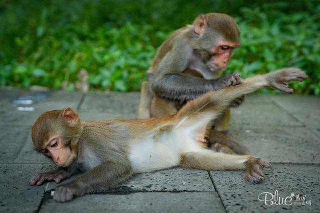 三亚南湾猴岛，三亚的陵水南湾猴岛（这里奉行“多夫多妻”太搞笑）