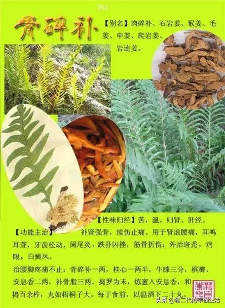 常见中草药图谱，中草药经典图谱（让你知道常用药都长啥样）