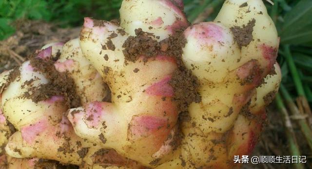 生姜红糖红枣水的功效和作用，天天喝红枣水的功效（姜汁红糖水）