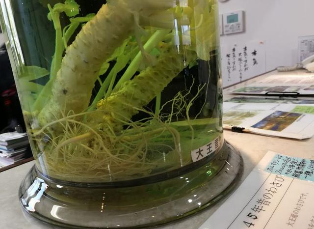 芥末为什么叫瓦萨比，瓦沙米是芥末吗（终于去了安昙野大王山葵农场）