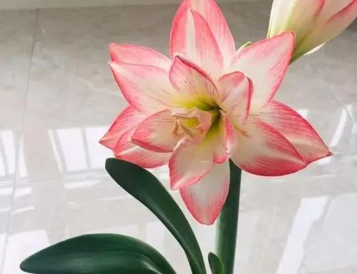 朱顶红患红斑病怎么办，朱顶红红斑病怎么办家用（朱顶红“红斑病”太猖狂）