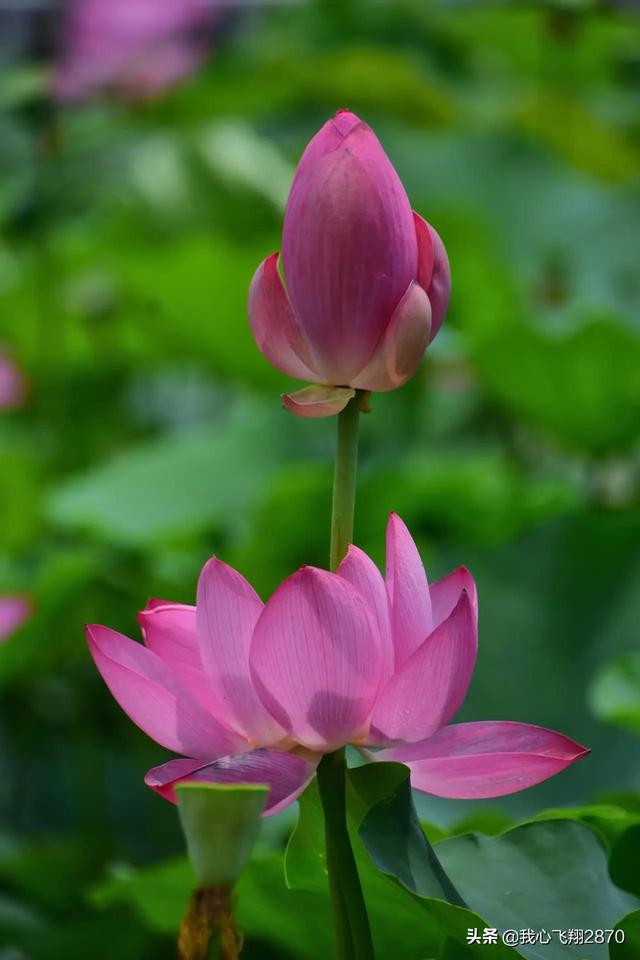 荷花可以用什么形容词，荷花用什么形容词修饰（过雨荷花别样艳）